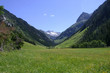 Foto: wiese in den alpen wiese in den alpen