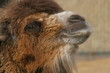 young camel