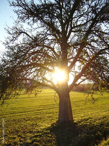 Foto: baum baum