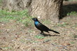 quiscale à longue queue