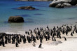 pinguine am strand von südafrika
