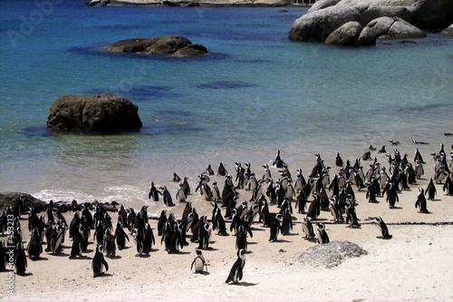 Foto: pinguine am strand von südafrika pinguine am strand von südafrika