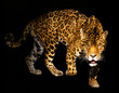 Foto: angry wild panther on black background angry wild panther on black background