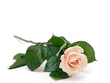 pink rose