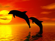 jumping dolphins