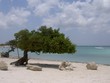 divi divi tree