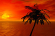 palm tree and sunset