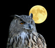 Photo: wise owl wise owl