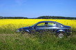 car on a background of a glade of yellow flower