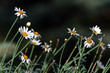 my daisies my daisies