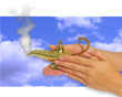 wishing