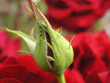 rosebud rosebud