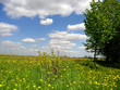 dandelion in grass dandelion in grass