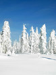winter hoch 3