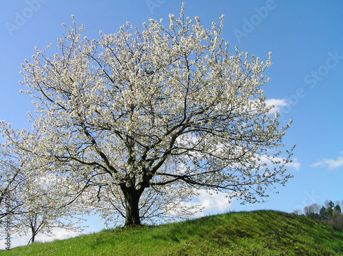 blühender kirschbaum