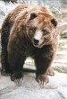brown bear