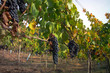 vineyard
