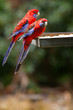 oiseaux de couleur