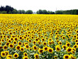 champ de tournesols champ de tournesols