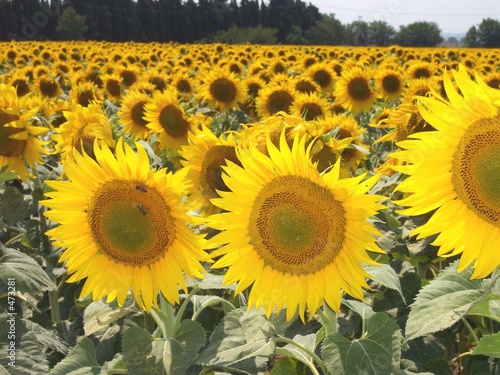 les tournesols les tournesols