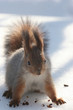 squirrel on snow