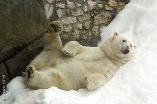 polar bear