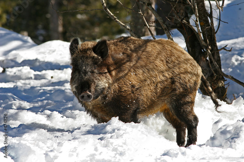 sanglier