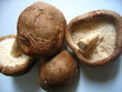 shiitakes shiitakes
