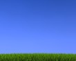 blue sky on grass