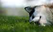 dreaming