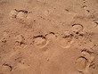 trails on sand