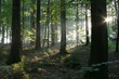 Foto: morgenlicht_2 morgenlicht_2