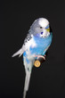 Foto: parrot on a black background parrot on a black background