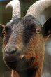 chevre