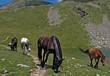 chevaux errants