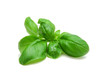 basil basil