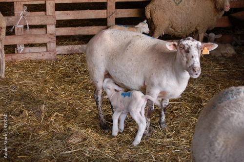 agneau qui tete agneau qui tete