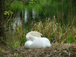 cygne faisant la sieste