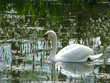 cygne