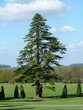 arbre