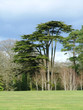 arbre dans un parc