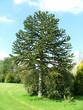 arbre a singe