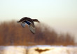 mallard in flight
