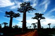 allée des baobabs (marofandilia, madagasikara) allée des baobabs (marofandilia, madagasikara)