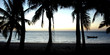 ombres tropicales (manguily, madagsikara) ombres tropicales (manguily, madagsikara)