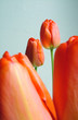 canvas print picture tulpe