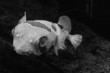 fish in b&w fish in b&w