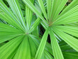 palmenblatt