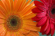 gerbera gerbera