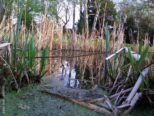 Photo: schilf am bach schilf am bach
